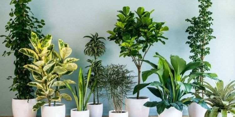 Cây cảnh quận 2