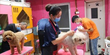 Spa thú cưng quận 7