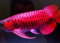 cá cảnh cần thơ