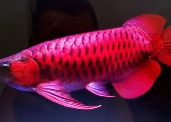 cá cảnh cần thơ