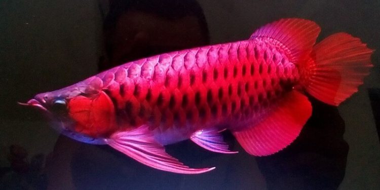 cá cảnh cần thơ